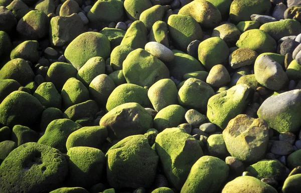 Groene stenen aan de kust — Stockfoto