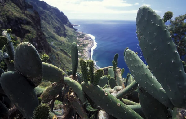 Landscape at the North coast on the Island of Madeira — Stock Photo, Image