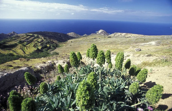 Landscape at the North coast on the Island of Madeira — Stock Photo, Image