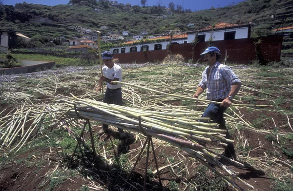 Bauern bei der Arbeit mit Zuckerrohr in Portugal — Stockfoto
