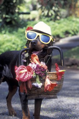 köpek Funchal eski şehir içinde