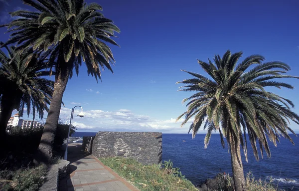 Paisaje con palmeras en Madeira — Foto de Stock