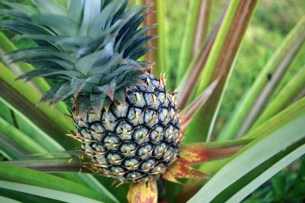 Een Ananas Plantage Buurt Van Stad Krabi Aan Andaman Zee — Stockfoto