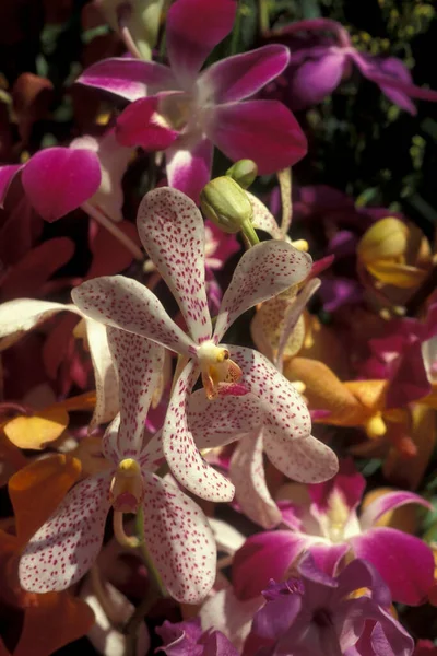 Orchid Hat Phra Nang Beach Railay Nang City Krabi Andaman — Fotografia de Stock