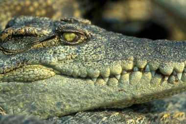 Kamboçya 'nın batısındaki Siem Riep şehrinin yakınındaki bir timsah çiftliğinde timsahlar. Kamboçya, Siem Reap, Şubat 2001