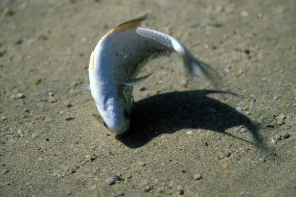 Pesce Fresco Porto Peschereccio Sulla Costa Della Città Sihanoukville Nel — Foto Stock