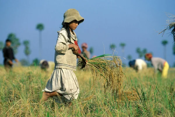 Khmer Women Rice Field Rice Harvest City Phnom Penh Cambodia — Stock Photo, Image