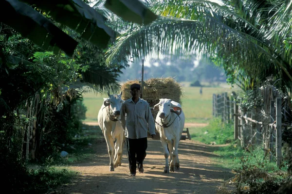 Carro Campo Riso Vicino Alla Città Phnom Penh Cambogia Cambogia — Foto Stock