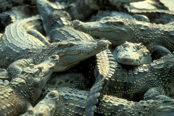 Crocodilos Uma Fazenda Crocodilos Perto Cidade Siem Riep Oeste Camboja — Fotografia de Stock