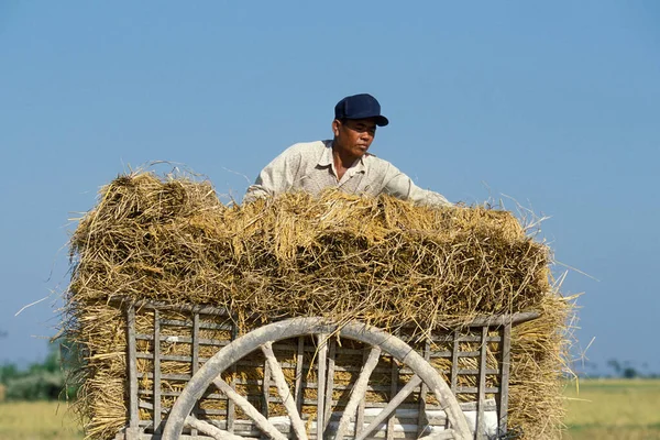 Oxvagn Ett Risfält Nära Staden Phnom Penh Kambodja Kambodja Phnom — Stockfoto