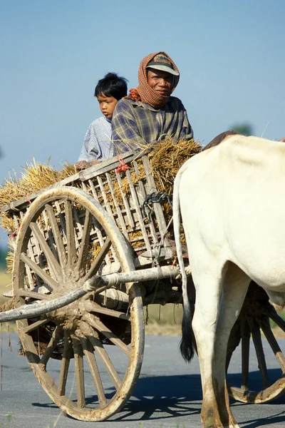 Cart Rice Field City Phnom Penh Cambodia Cambodia Phnom Penh — Stock Photo, Image