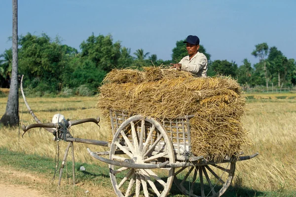 Cart Rice Field City Phnom Penh Cambodia Cambodia Phnom Penh — Stock Photo, Image