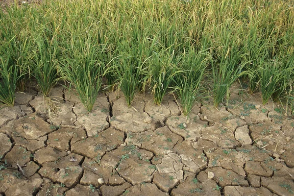 Dry Field Mekong River Village Kampong Cham Centre Cambodia Cambodia — Stock Photo, Image