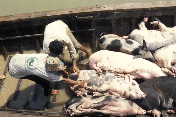 Ein Transport Von Schweinen Einem Boot Auf Dem Tonle Saft — Stockfoto