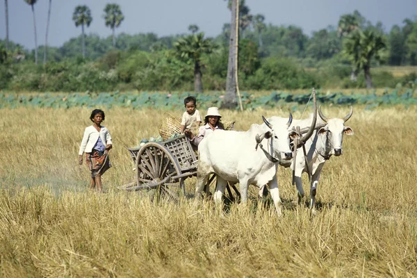 Cart Rice Field City Phnom Penh Cambodia Cambodia Phnom Penh — Stock Photo, Image