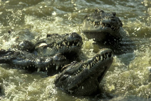 Cocodrilos Una Granja Cocodrilos Cerca Ciudad Siem Riep Oeste Camboya —  Fotos de Stock