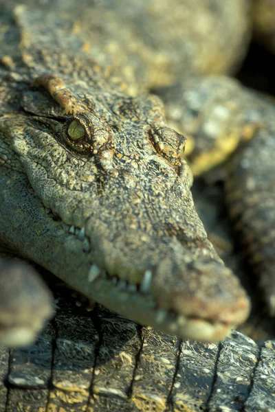 Crocodili Fermă Crocodil Lângă Orașul Siem Riep Din Vestul Cambodgiei — Fotografie, imagine de stoc