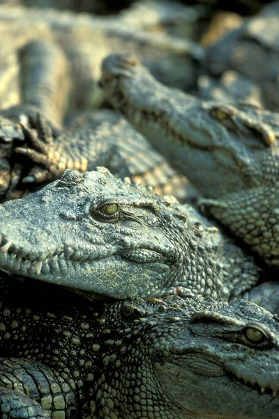 Krokodilok Egy Krokodilfarmon Siem Riep Városához Közel Kambodzsától Nyugatra Kambodzsa — Stock Fotó