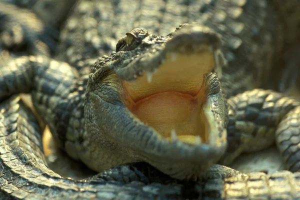 Crocodili Fermă Crocodil Lângă Orașul Siem Riep Din Vestul Cambodgiei — Fotografie, imagine de stoc