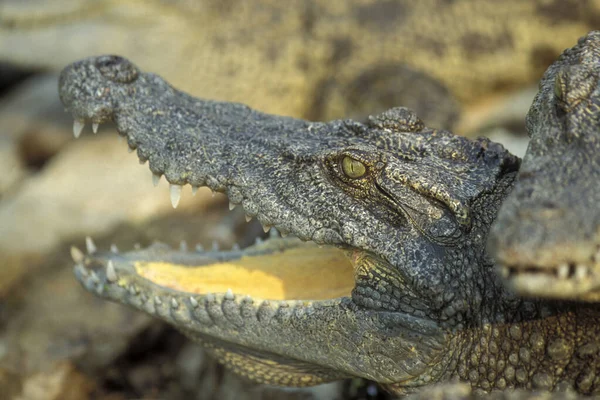 Crocodili Fermă Crocodil Lângă Orașul Siem Riep Din Vestul Cambodgiei — Fotografie, imagine de stoc