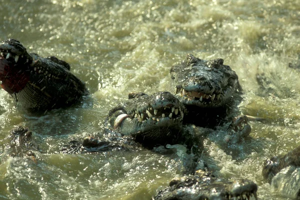Крокодилы Крокодиловой Ферме Недалеко Города Сием Рип Западе Камбоджи Камбодиа — стоковое фото