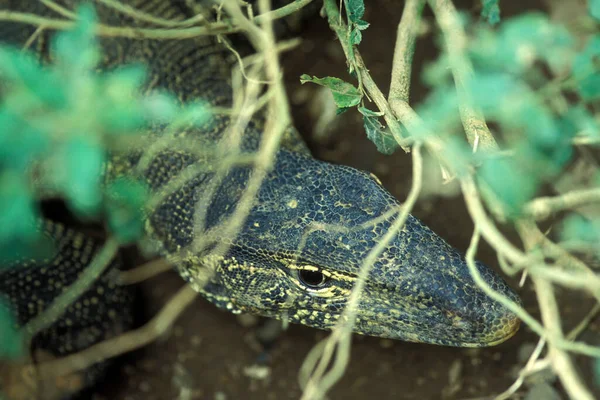 Komodo Drake Nära Staden Siem Riep Västra Kambodja Kambodja Siem — Stockfoto