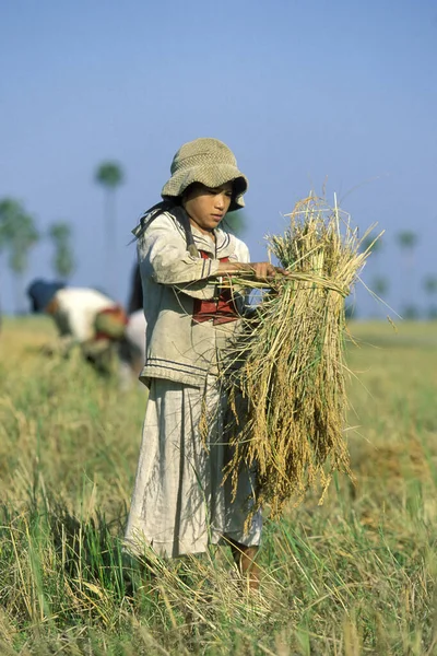 Una Khmer Girl Campo Arroz Cosecha Arroz Cerca Ciudad Phnom — Foto de Stock