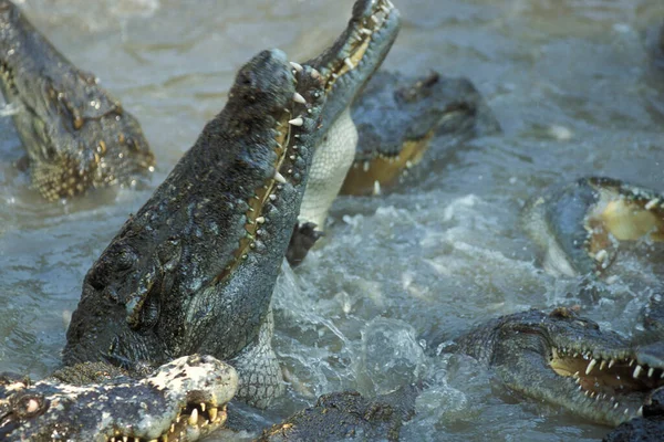 Cocodrilos Una Granja Cocodrilos Cerca Ciudad Siem Riep Oeste Camboya —  Fotos de Stock