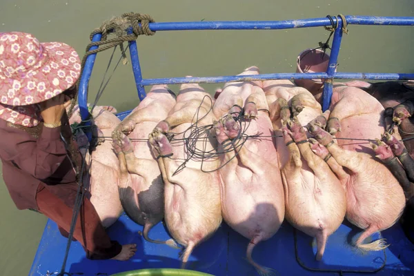 Transporte Cerdos Barco Lago Tonle Savia Cerca Ciudad Siem Riep —  Fotos de Stock
