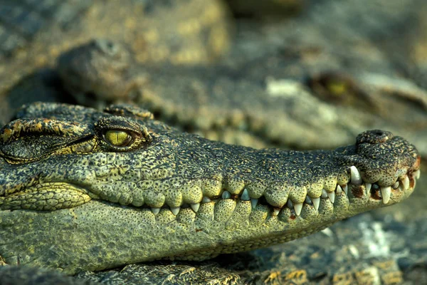 Krokodiler Krokodilfarm Nära Staden Siem Riep Västra Kambodja Kambodja Siem — Stockfoto