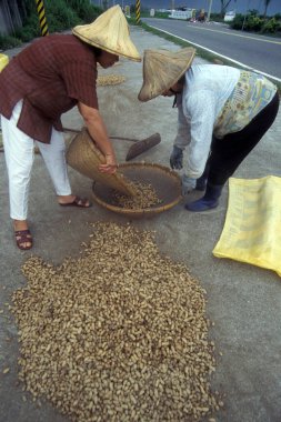 Çiftçi, Doğu Aasia Tayvan 'ın doğu kıyısındaki Hualien şehrinde yer fıstığı çiftliğinde yer fıstığı kazanıyor. Tayvan, Taipei, Mayıs 2001 