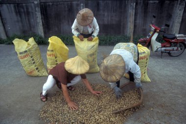 Çiftçi, Doğu Aasia Tayvan 'ın doğu kıyısındaki Hualien şehrinde yer fıstığı çiftliğinde yer fıstığı kazanıyor. Tayvan, Taipei, Mayıs 2001 