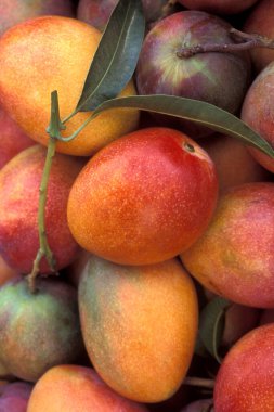 Doğu Aasia 'nın Tayvan kentindeki Taipei şehir merkezindeki bir gıda pazarında taze mango meyveleri. Tayvan, Taipei, Temmuz 1997 