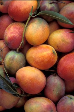 Doğu Aasia 'nın Tayvan kentindeki Taipei şehir merkezindeki bir gıda pazarında taze mango meyveleri. Tayvan, Taipei, Temmuz 1997 