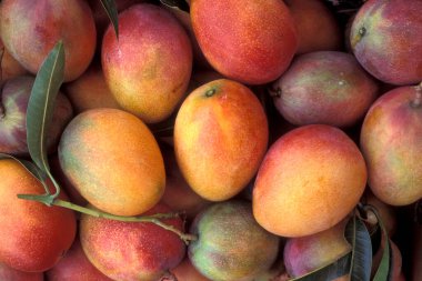 Doğu Aasia 'nın Tayvan kentindeki Taipei şehir merkezindeki bir gıda pazarında taze mango meyveleri. Tayvan, Taipei, Temmuz 1997 