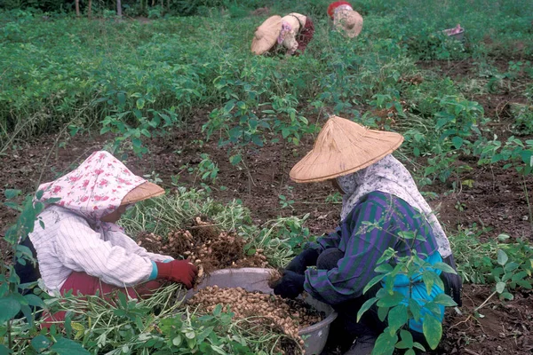 在东亚台湾东海岸的华林市 农民在一个花生种植园赚取花生 2001年5月 — 图库照片