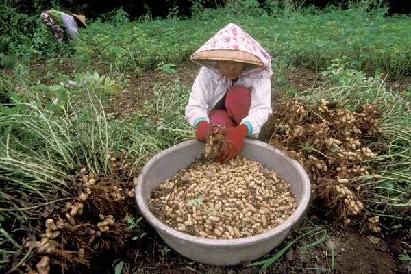 Farmer Earn Peanuts Peanut Plantation Naer City Hualien East Coast — Stock Photo, Image