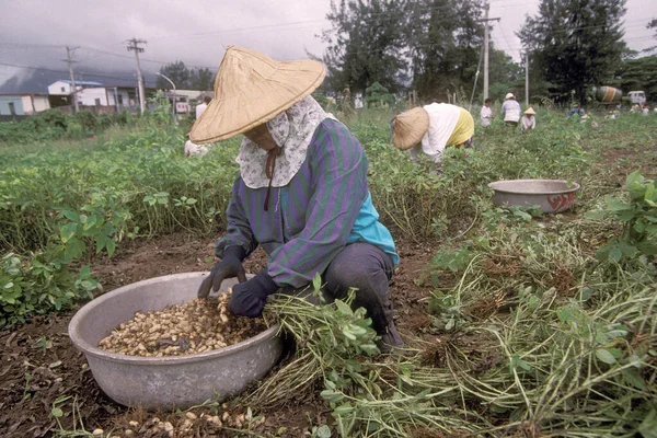 Farmer Earn Peanuts Peanut Plantation Naer City Hualien East Coast — Stock Photo, Image