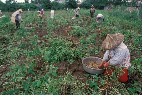 Farmer Zarobić Orzeszki Ziemne Plantacji Orzeszków Ziemnych Naer Miasto Hualien — Zdjęcie stockowe