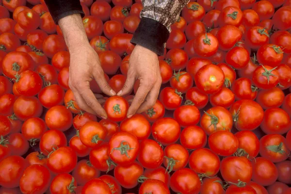 fresh tomatos at a food shop at the Old Souq or Bazaar Kapali Carsi Market in the old town of the city Istanbul in Turkey.  Turkey, Istanbul, May, 2002