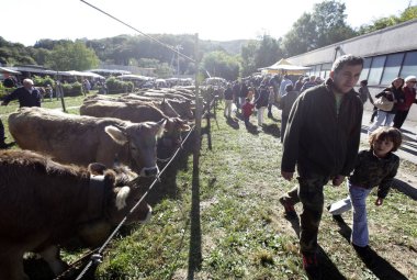 Kuzey İtalya 'nın Piemont kentinde Orta Gölü' nün ortalarındaki eski kasaba yakınlarında bir inek ya da sığır pazarı. İtalya, Piemont, Ekim 2011