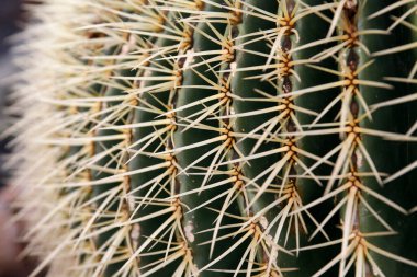 Kaktüs kakaosu ya da Echinocactus Grusonii, Atlas Okyanusu 'nda İspanya' nın Kanarya Adaları 'ndaki Lanzarote Adası' ndaki Guatiza köyündeki Kaktüs Bahçesi 'nde Meksika' dan gelen Echinocactus Grusonii. İspanya, Kanarya Adaları, Lanzarote, Şubat 2008