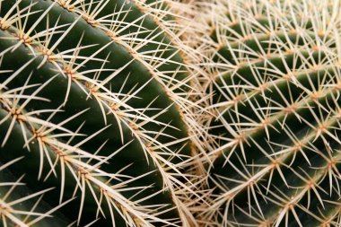 Kaktüs kakaosu ya da Echinocactus Grusonii, Atlas Okyanusu 'nda İspanya' nın Kanarya Adaları 'ndaki Lanzarote Adası' ndaki Guatiza köyündeki Kaktüs Bahçesi 'nde Meksika' dan gelen Echinocactus Grusonii. İspanya, Kanarya Adaları, Lanzarote, Şubat 2008