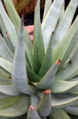 Kaktüs Aloaceae veya Güney Afrika 'dan Aloe Gerstneri Atlantik Okyanusu' ndaki Kanarya Adaları 'ndaki Lanzarote Adası' ndaki Guatiza köyündeki Kaktüs Bahçesi 'nde. İspanya, Kanarya Adaları, Lanzarote, Şubat 2008