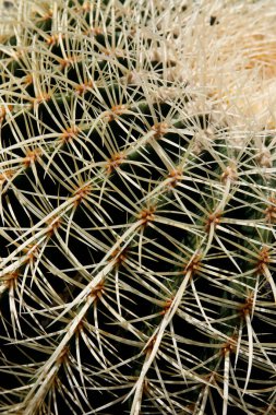 Kaktüs kakaosu ya da Echinocactus Grusonii, Atlas Okyanusu 'nda İspanya' nın Kanarya Adaları 'ndaki Lanzarote Adası' ndaki Guatiza köyündeki Kaktüs Bahçesi 'nde Meksika' dan gelen Echinocactus Grusonii. İspanya, Kanarya Adaları, Lanzarote, Şubat 2008