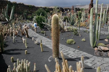 İspanya 'nın Atlantik Okyanusu' ndaki Kanarya Adaları 'ndaki Lanzarote Adası' ndaki Guatiza köyündeki Kaktüs Bahçesi. İspanya, Kanarya Adaları, Lanzarote, Şubat 2008