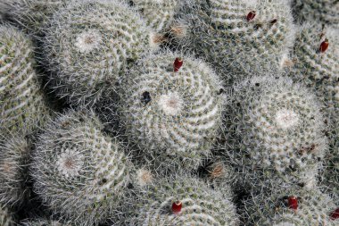 Kaktüs Kaktaceae ya da Mammillaria Karwinskiana, Atlas Okyanusu 'ndaki İspanya Kanarya Adaları' ndaki Lanzarote Adası 'ndaki Guatiza köyündeki Kaktüs Bahçesi' nden. İspanya, Kanarya Adaları, Lanzarote, Şubat 2008