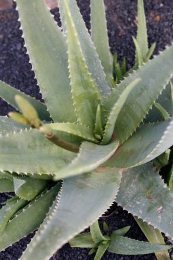Kaktüs Aloeceae ya da Arabistan 'dan Aloe Vera Atlas Okyanusu' ndaki Kanarya Adaları 'ndaki Lanzarote Adası' ndaki Guatiza köyündeki Kaktüs Bahçesi 'nde. İspanya, Kanarya Adaları, Lanzarote, Şubat 2008