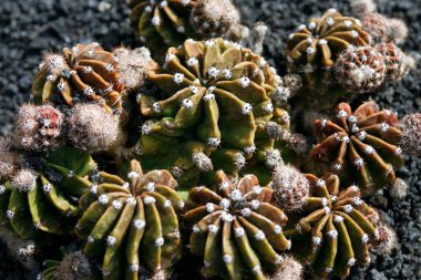 Kaktüs Kaktaceae veya Echinopsis veya Arjantin 'den Echinopsis Hibrido Atlas Okyanusu' ndaki Kanarya Adaları 'ndaki Lanzarote Adası' ndaki Guatiza Kaktüs Bahçesi 'nde. İspanya, Kanarya Adaları, Lanzarote, Şubat 2008