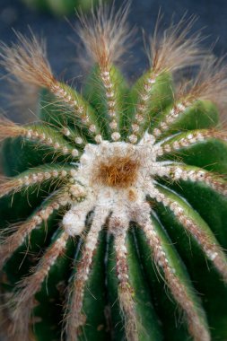 Brezilya 'dan Kaktüs Kaktüsü veya Parodia Magnifica Atlantik Okyanusu' ndaki Kanarya Adaları 'ndaki Lanzarote Adası' ndaki Guatiza köyündeki Kaktüs Bahçesi 'nde. İspanya, Kanarya Adaları, Lanzarote, Şubat 2008